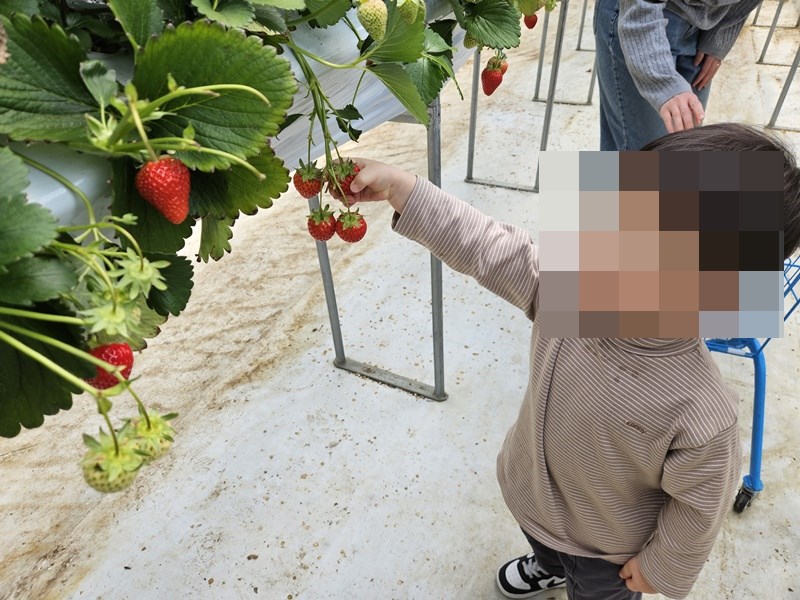 딸기 수확하는 아이